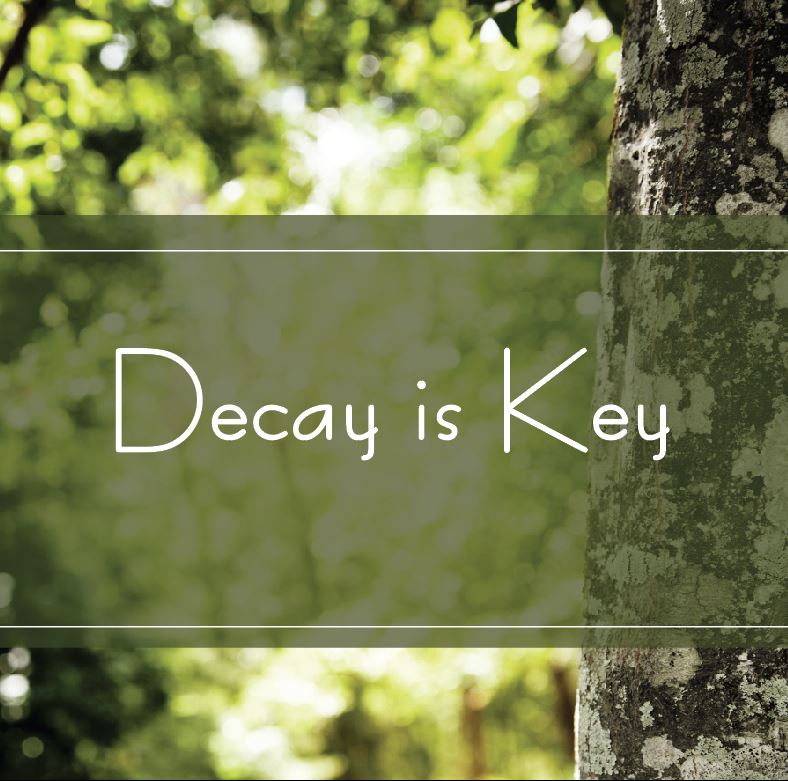 TAK Decay TAK Decay